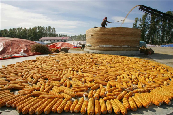 黑龍江 從糧倉到廚房，糧食加工的巨輪如何轉動？